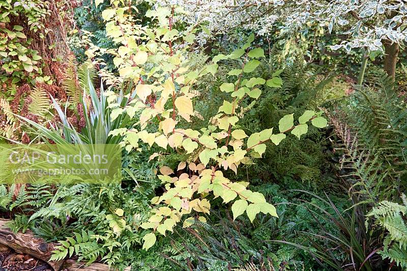 Cornus sanguinea 'Anny's Winter Orange' - Dogwood - underplanted with ferns