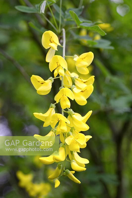 Laburnum 'Yellow Rocket' - Golden chain tree