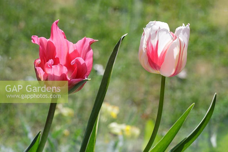 Tulipa 'Florosa' and Tulipa 'Happy Generation'