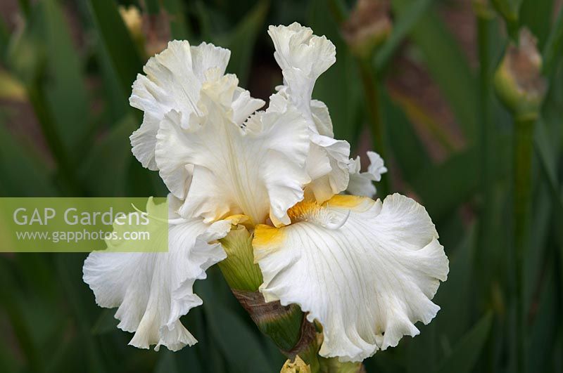 Tall bearded Iris 'Devonshire Cream' 