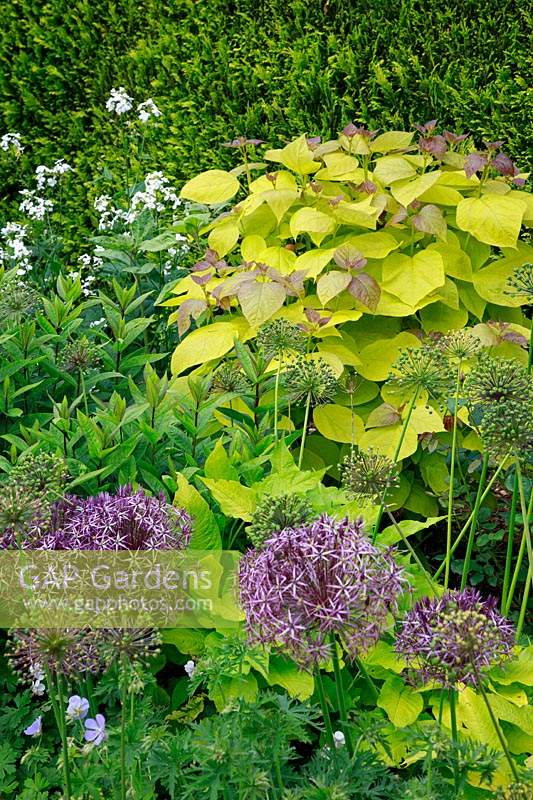 Spirea japonica 'Goldflame' and alliums, June