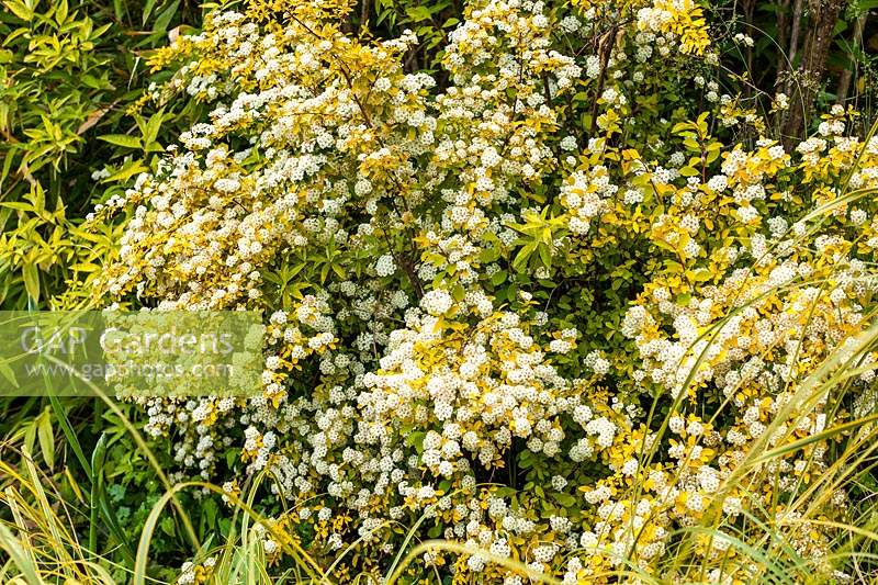 Spiraea betulifolia 'Tor Gold' - birch-leaved spirea - May