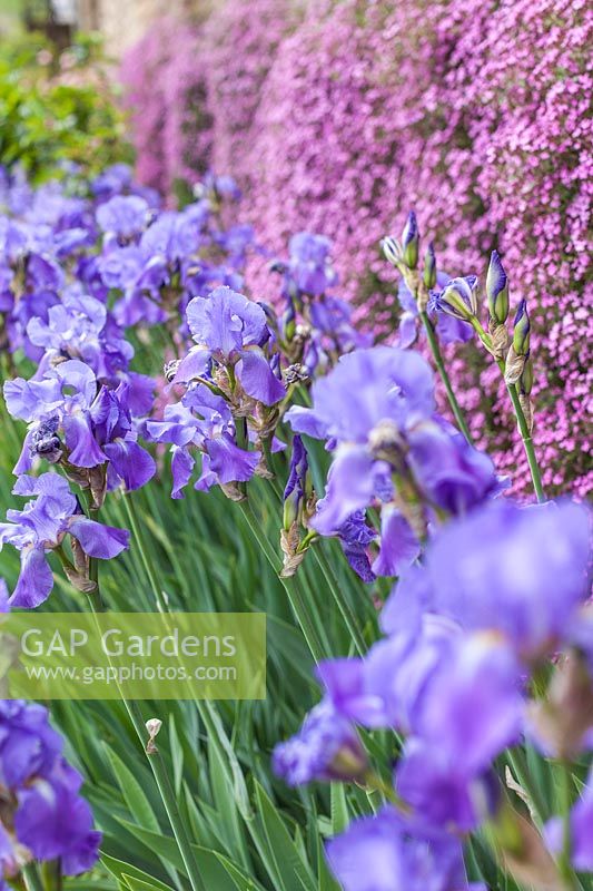 Iris barbata and Saponaria ocymoides - bearded iris and rock soapwort - May