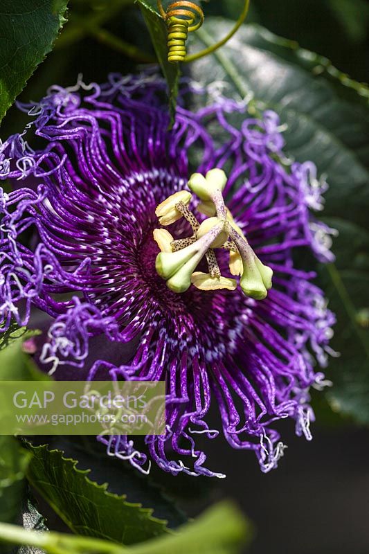 Passiflora 'Byron Beauty' - passionflower in June