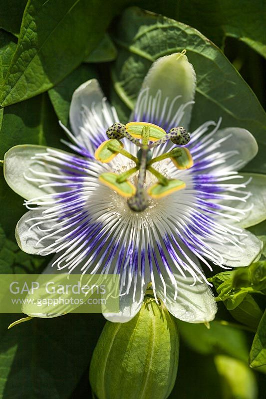 Passiflora eichleriana 'Peixoto' - passionflower - June