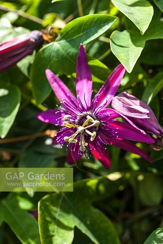 Passiflora 'Pura Vida' - passionflower in June