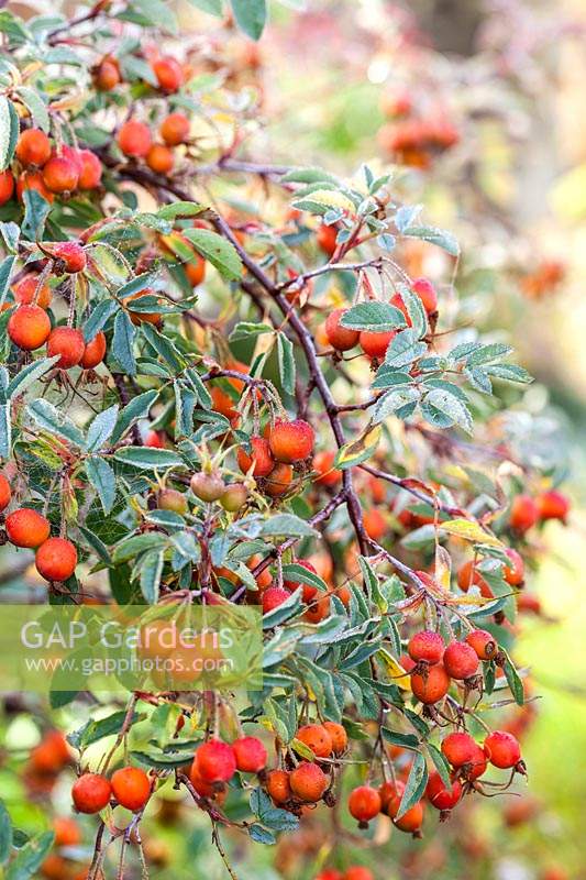 Rosa glauca - red-leaved rose hips in August