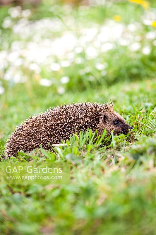 Erinaceinae - Hedgehog on wildflower lawn in April