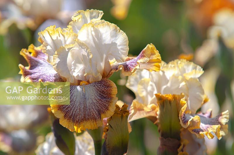 Tall bearded Iris 'Whispering Spirits' in May