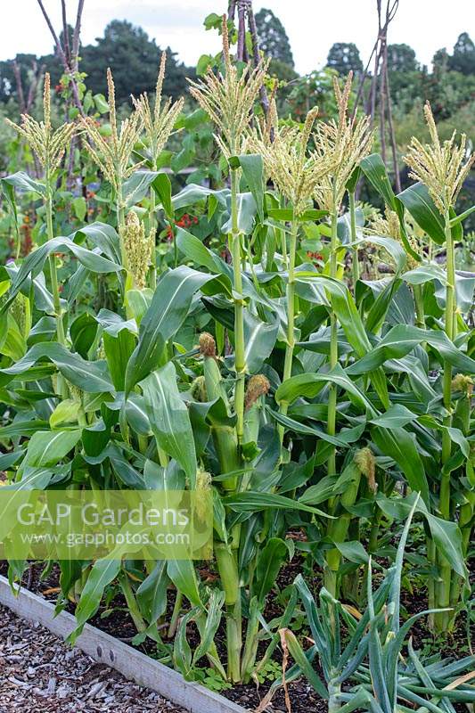 Zea mays - Sweet corn flowering in an allotment at RHS Wisley Gardens