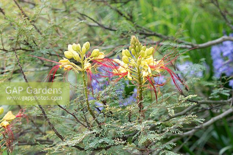 Poinciana caesalpinia gilliesii - Crimson threadflower - Bird of paradise shrub