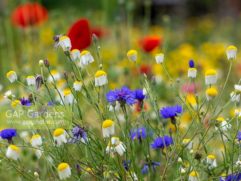 Sew a wild flower mix in a corner of the garden - Poppy, cornflower, barley, camomile, corn marigold