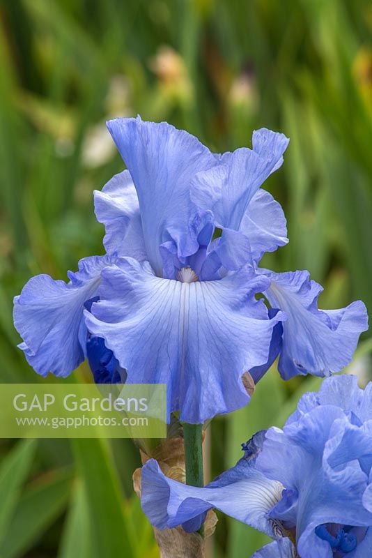 Iris 'Skye Blue'  - English Iris Company