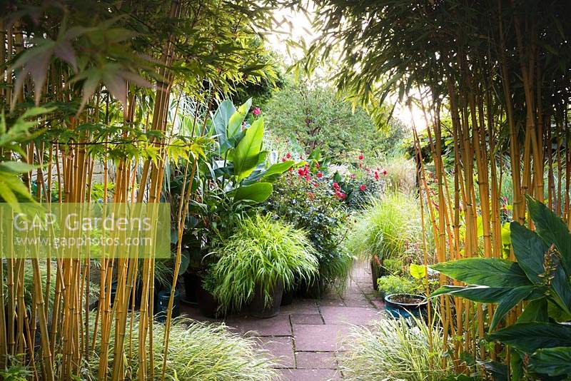 Stands of Phyllostachys aureosulcata f. spectabilis frame a view into the sunken garden, full of lush plants in containers including Hakonechloa macra 'All Gold', Dahlia 'Bishop of Llandaff', Canna iridiflora and pennisetums