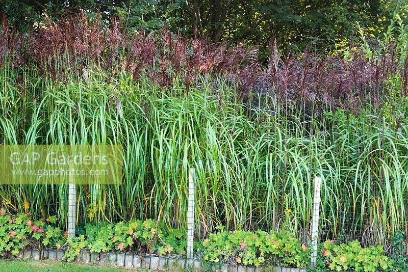 Hedge of Miscanthus sinensis 'Malepartus' underplanted with geraniums 