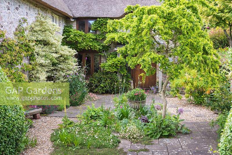 Courtyard framing a specimen Robinia pseudoacacia 'Twisty Baby' - PBR underplanted with alliums, Erigeron karvinskianus and verbascums 