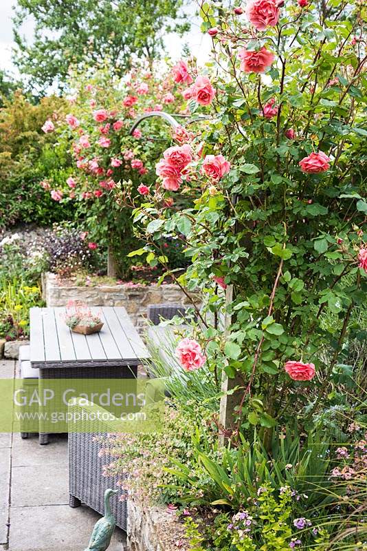 Seating area under an arbour planted with Rosa 'Alibaba' and wisteria