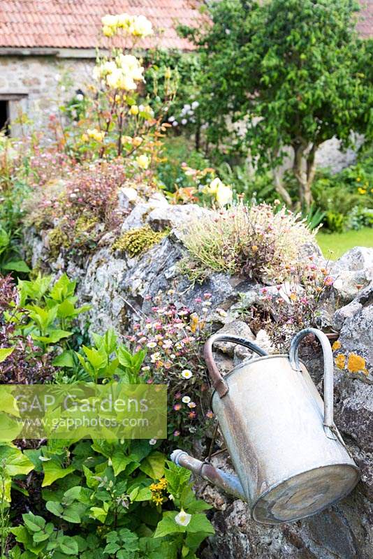 Galavnised watering can hanging on a stone wall colonised by Erigeron karvinskianus 