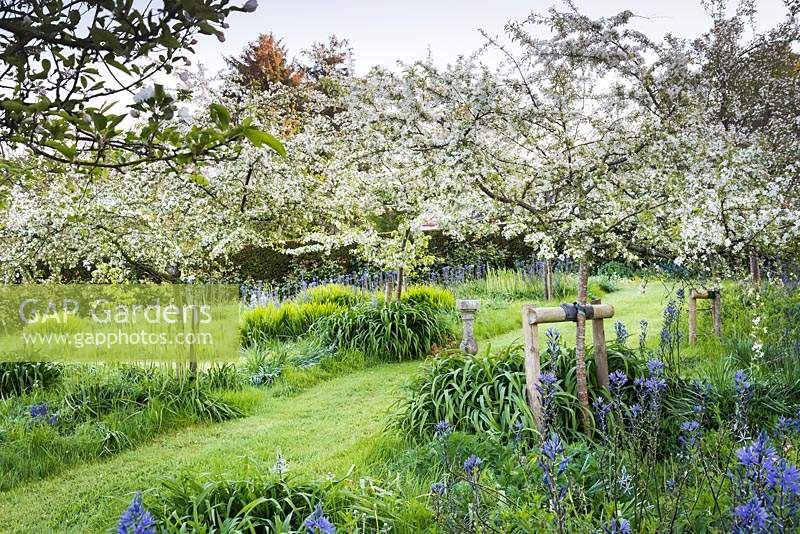 Fruit trees flowering in the orchard, underplanted with blue camassias in May