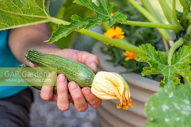 Woman harvesting courgettes from Hugelkultur container