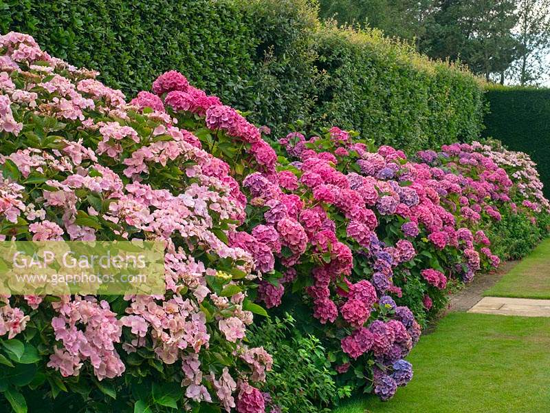 Hedge of Hydrangea in front of a taller hedge