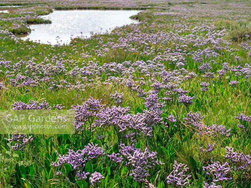 Limonium vulgare Common sea lavender on salt marshes North Norfolk coast 