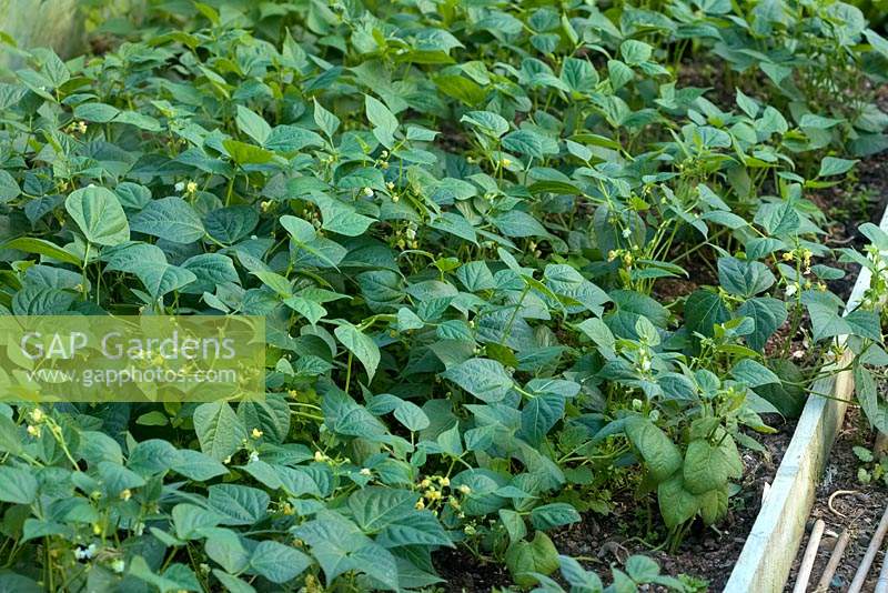 A crop of Phaseolus vulgaris 'Sprite' AGM French bean
