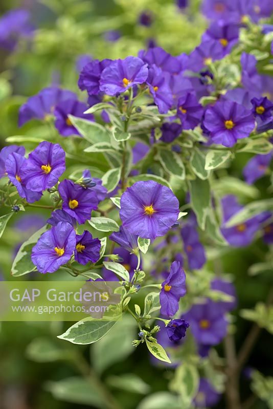 Solanum rantonnetii 'Variegatum' - Blue Potato Bush