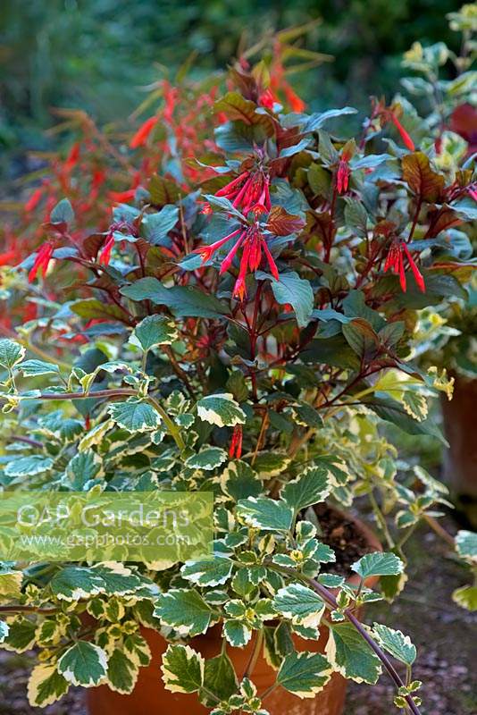Fuchsia 'Gartenmeister Bonstedt' T AGM with Plectranthus madagascariensis 'Variegated Mintleaf' v AGM