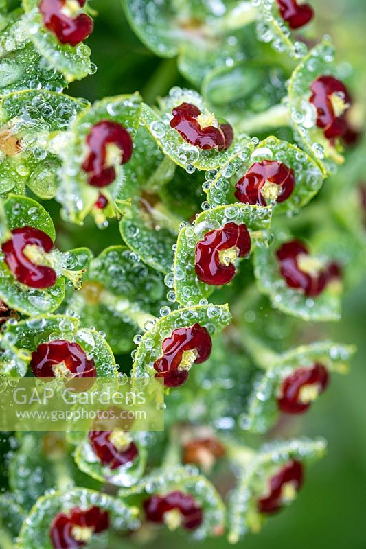 Dew drops on Euphorbia x martinii - Martin's Spurge