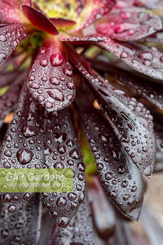 Dew drops on Aeonium 'Zwartkop' foliage 