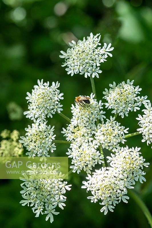 Heracleum sphondylium - Hogweed - with insect 