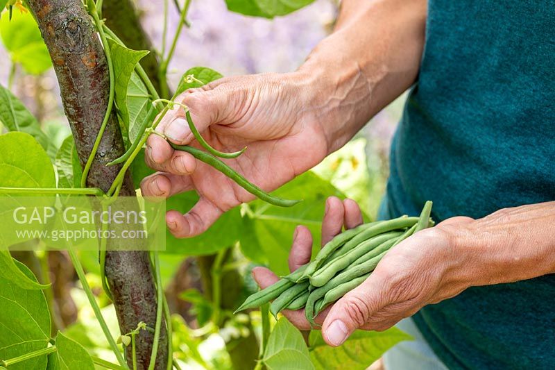 Woman picking french beans - Climbing French Beans 'Blue Lake'. 