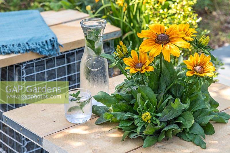 Close up detail of gabion table with built in planter planted with Rudbeckia 'Summerina Butterscotch Biscuit'. 