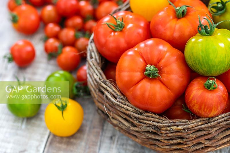 A mixed variety of harvested tomatoes in a wicker basket. 