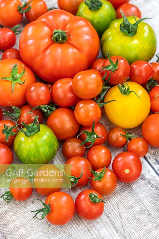 A mixed variety of harvested tomatoes on wooden surface. 