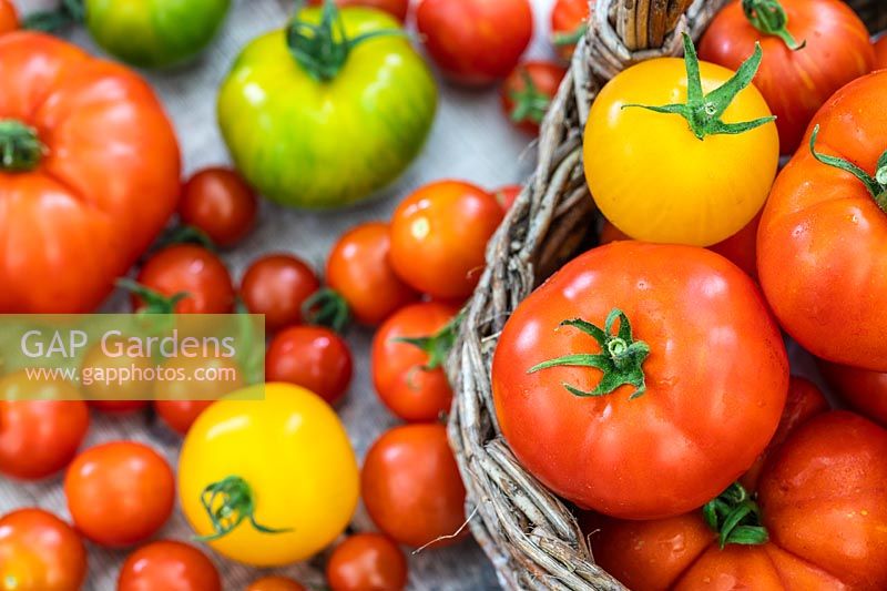 A mixed variety of harvested tomatoes in a wicker basket.