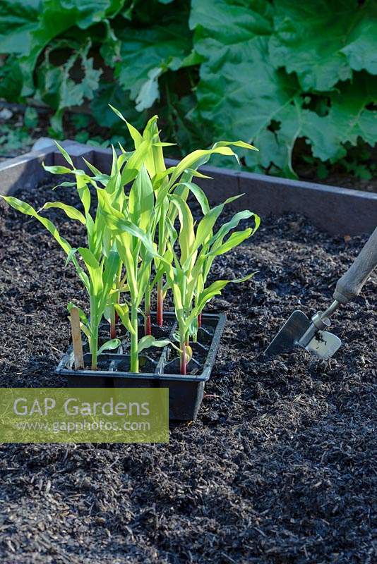 Zea mays - Young Sweetcorn plants grown in plug trays and ready for planting out in a raised bed.