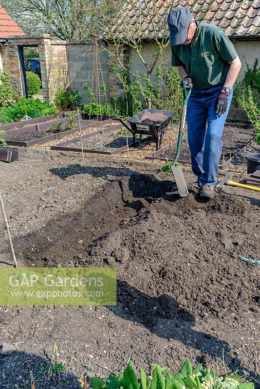 Preparing a bed to plant Asparagus crowns by digging a trench and adding home made organic compost