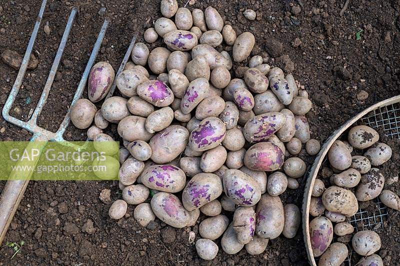 Solanum tuberosum - Freshly dug shetland black potatoes
