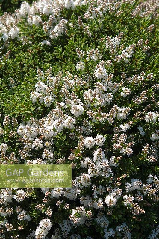 Hebe 'Ros' with abundant white blossom