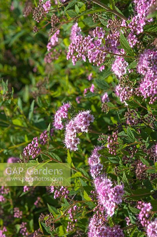 Spiraea japonica  - Japanese Spirea with pink inflorescence 