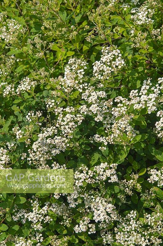 Spirea decumbens with white flower clusters.