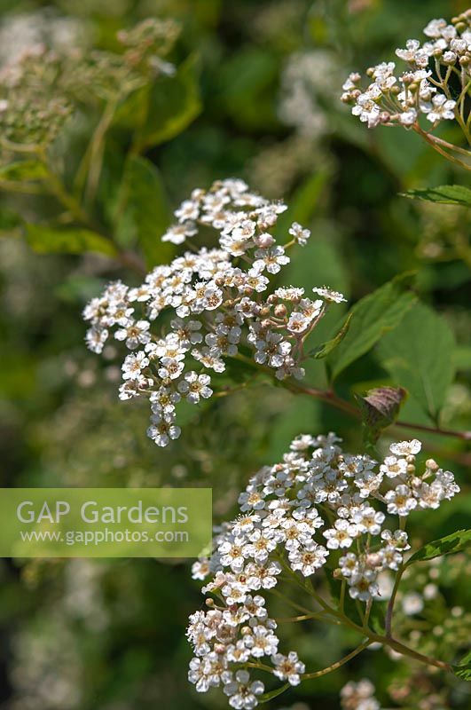 Spirea decumbens with white flower clusters 