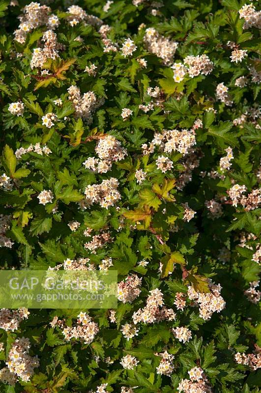 Stephanandra incisa 'Crispa' with white flower clusters.