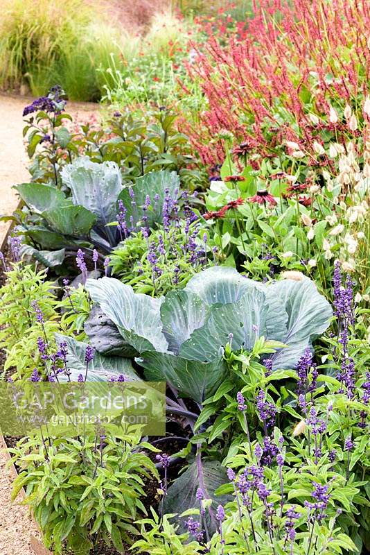 Combination of vegetables and ornamentals in a potager garden including Cabbage, Salvia farinacea 'Evolution', Rudbeckia hirta 'Cherry Brandy' and Persicaria amplexicaulis 'Firetail' 