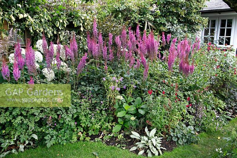 Astilbe dominate in a packed bed of perennials  