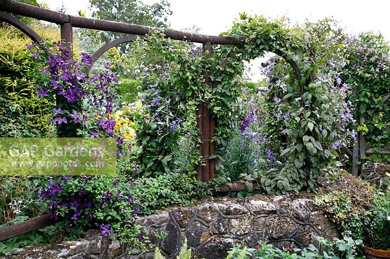 Garden divider of arches with Clematis viticella 'Polish Spirit' and Clematis 'Arabella', on top of stone wall