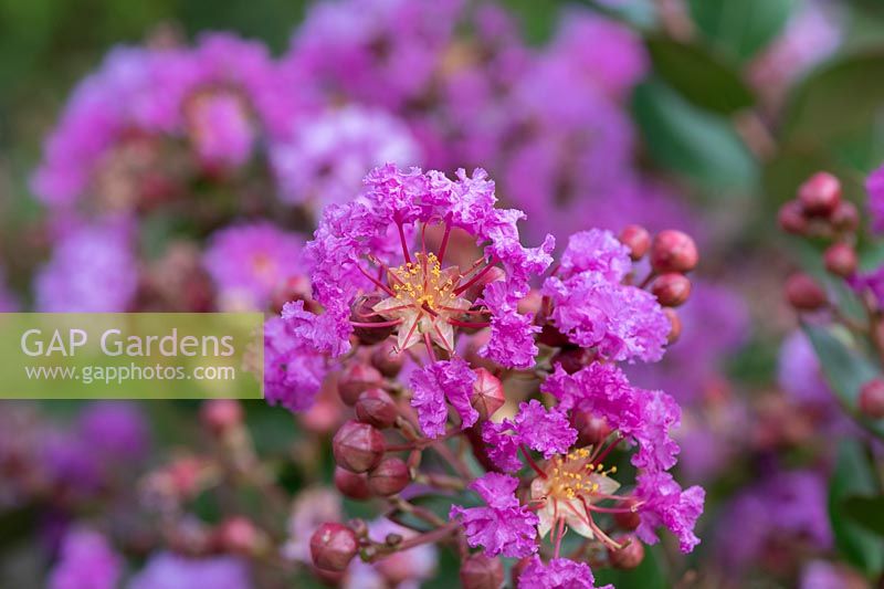 Lagerstroemia indica 'With Love Eternal'  - Crape myrtle 'With Love Eternal'