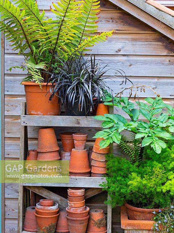 Potting shed with outdoor shelves with stacked upturned terracotta pots, potted Fern and other perennials nearby